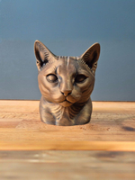 Русская голубая кошка