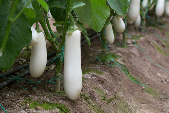 Аретусса F1 семена баклажана – фото 1