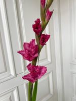 Гладиолус в розовом оттенке
