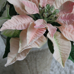 Вайнер силиконовый лист Пуансеттии ClayCraft by DECO™