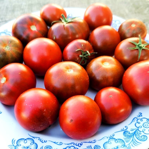 Помидоры Брауни Шоколадно-Вишнёвое Пироженое - Chocolate Cherry Brownie Tomato