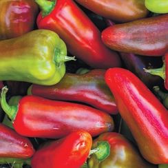 ЛЮБОВЬ F1 семена перца сладкого (Syngenta | Alexagro)