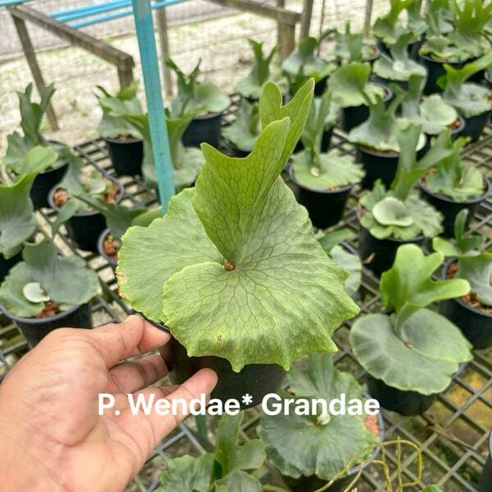 Платицериум P.WANDAE x GRANDAE