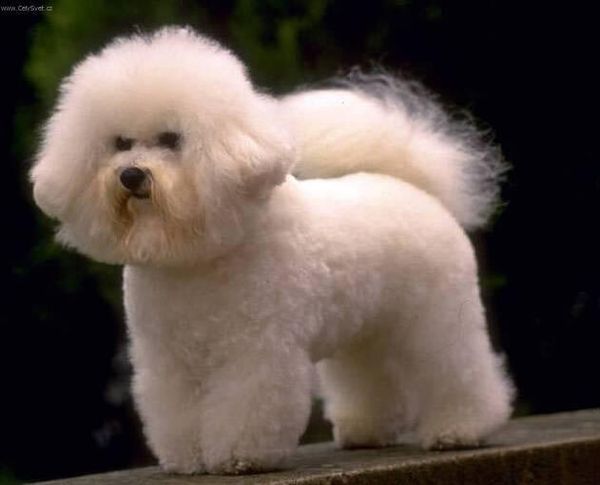 Бишон-фриз Бишон-фриз