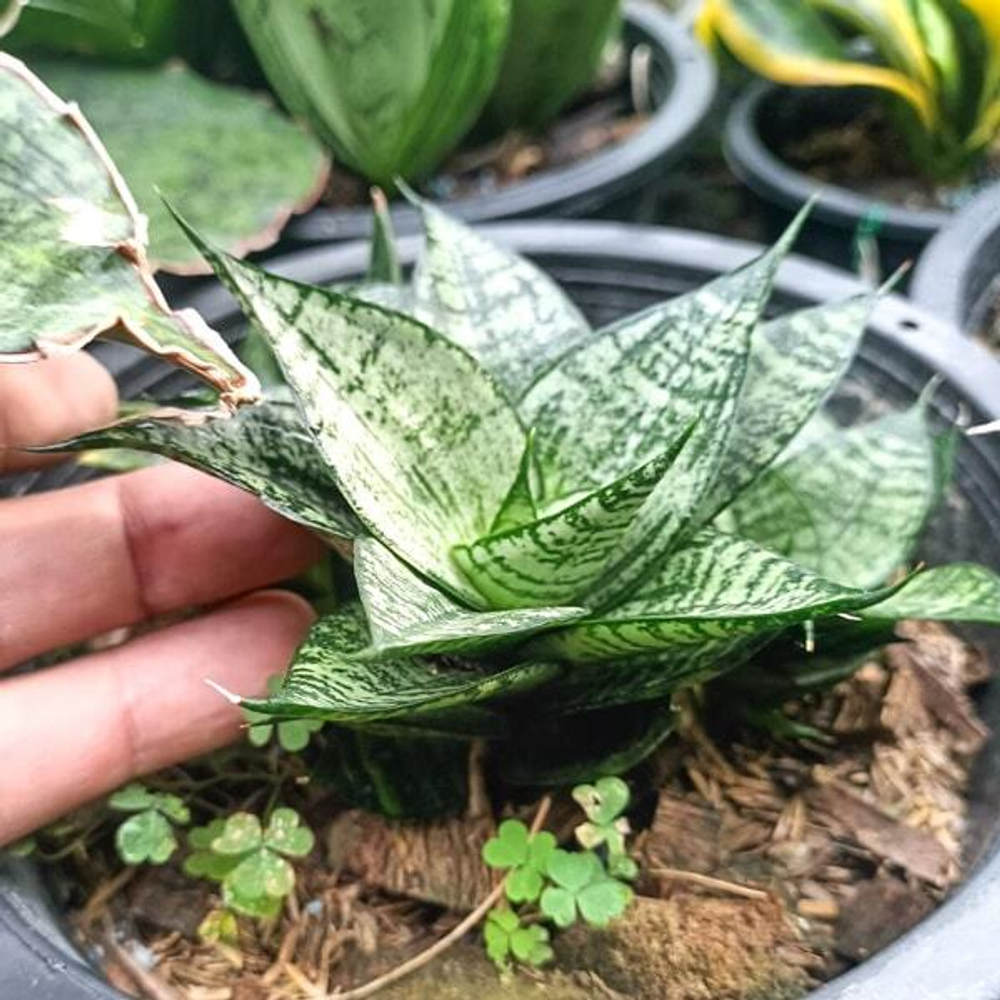 Сансевиерия EHRENDEL