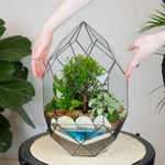 Готовый флорариум бонсай Сизигиум Цефей с озером