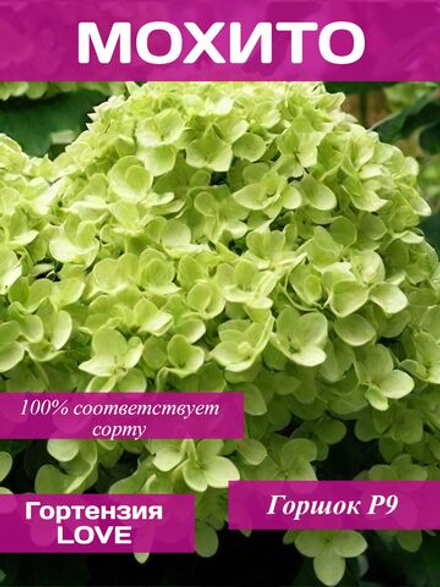 Гортензия Мохито
