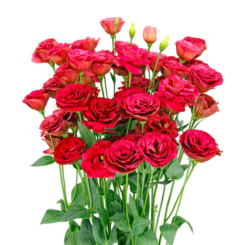 Эустома крупноцветковая Арена Ред