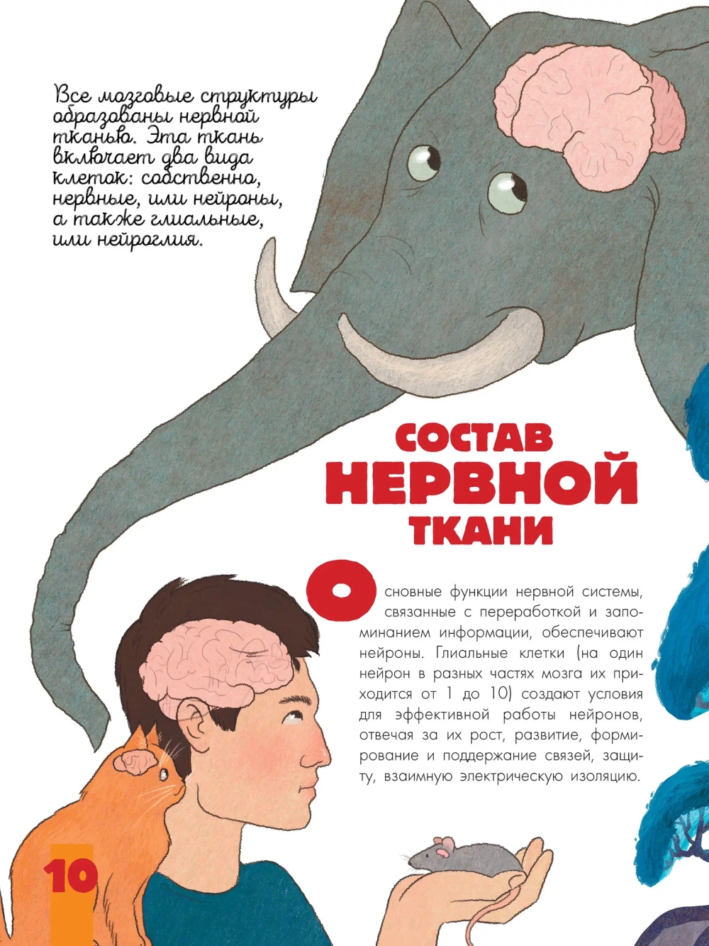 Мозг и нервная система