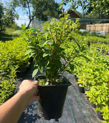 Гортензия метельчатая Bobo