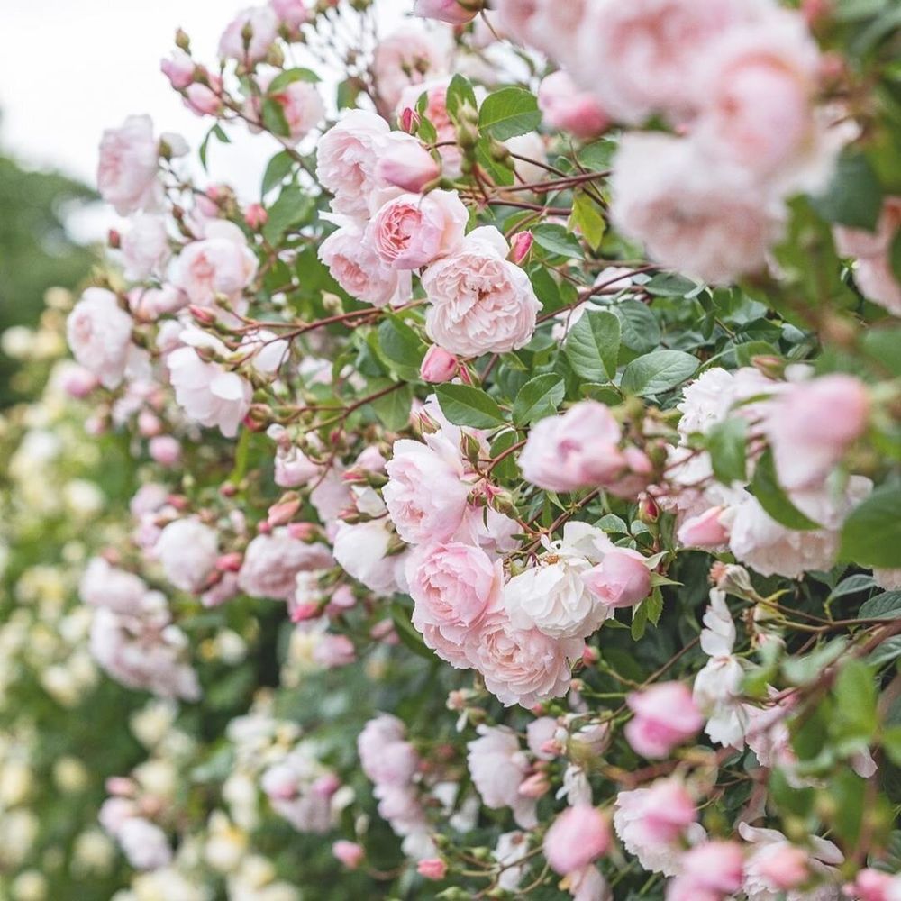 Зе Дженероуз Гарден (The Generous Gardener)
