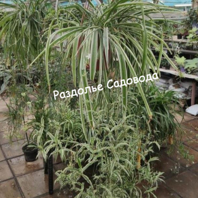 Хлорофитум (подвесное кашпо 3.2л)