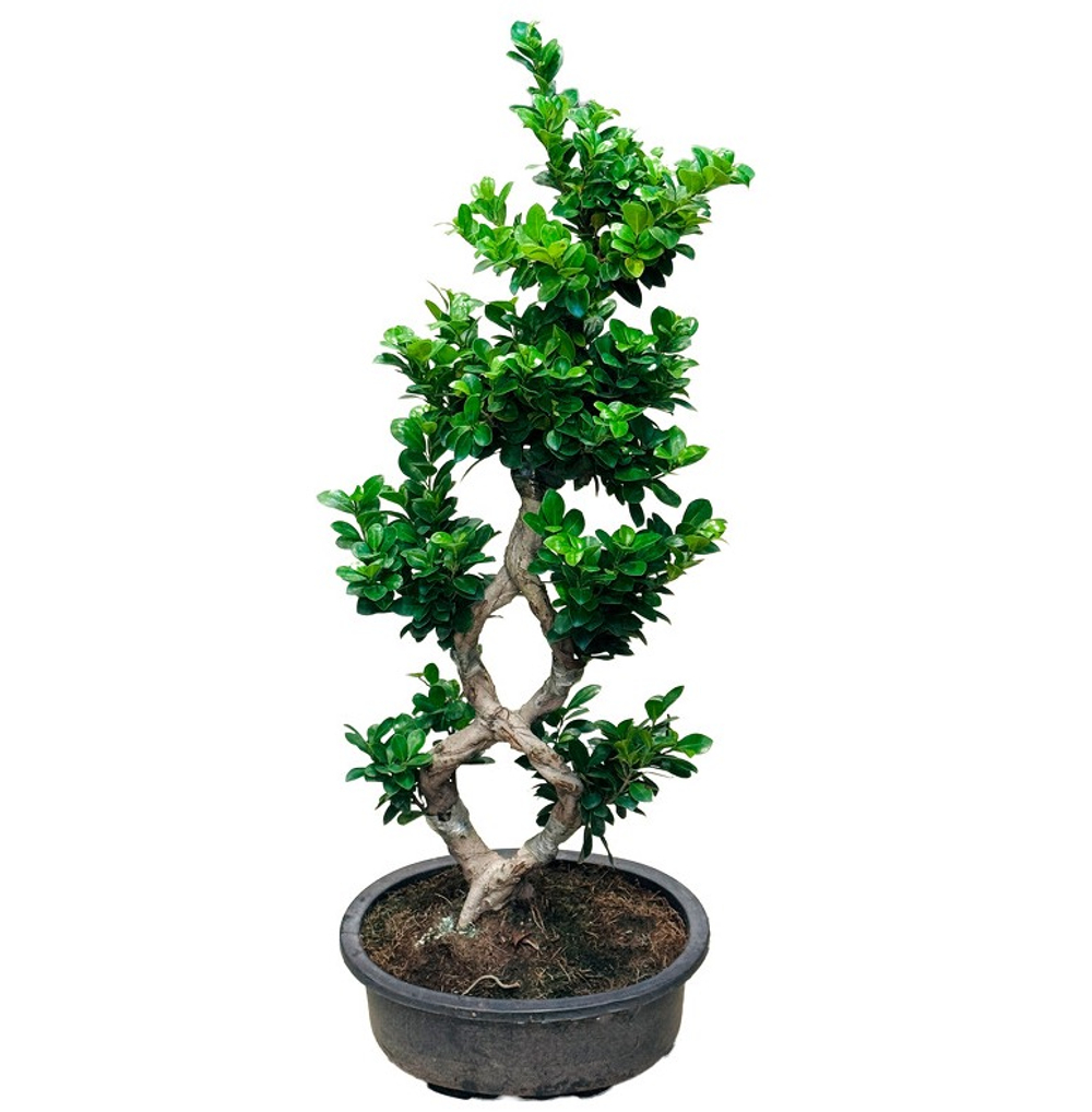 Фикус микрокарпа Гинсенг