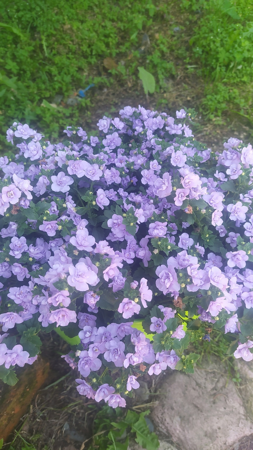 Б4 Бакопа double lavender