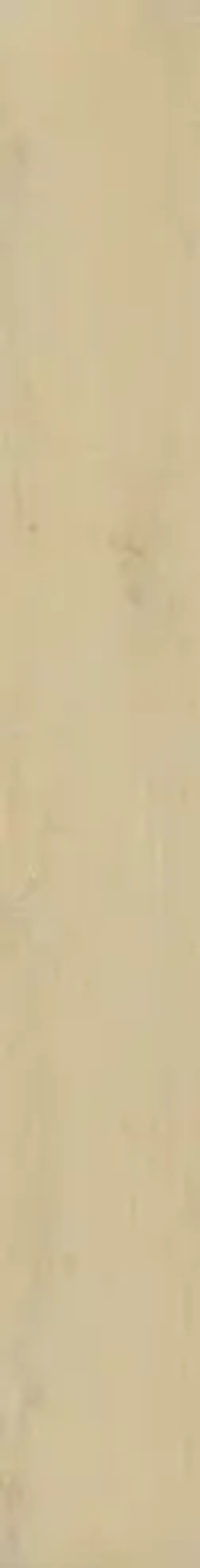 WONDEFUL LIFE HONEY (ВАНДЕФУЛ ЛАЙФ ХАНИ) 1600*200 керамогранит, натуральный