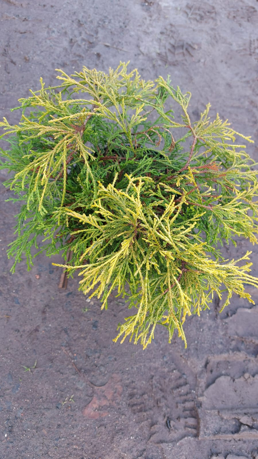 Кипарисовик горохоплодный Санголд 20-30 см Закупка М49 весна 2026