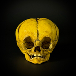 Череп человека ребёнок (анатомическая модель)