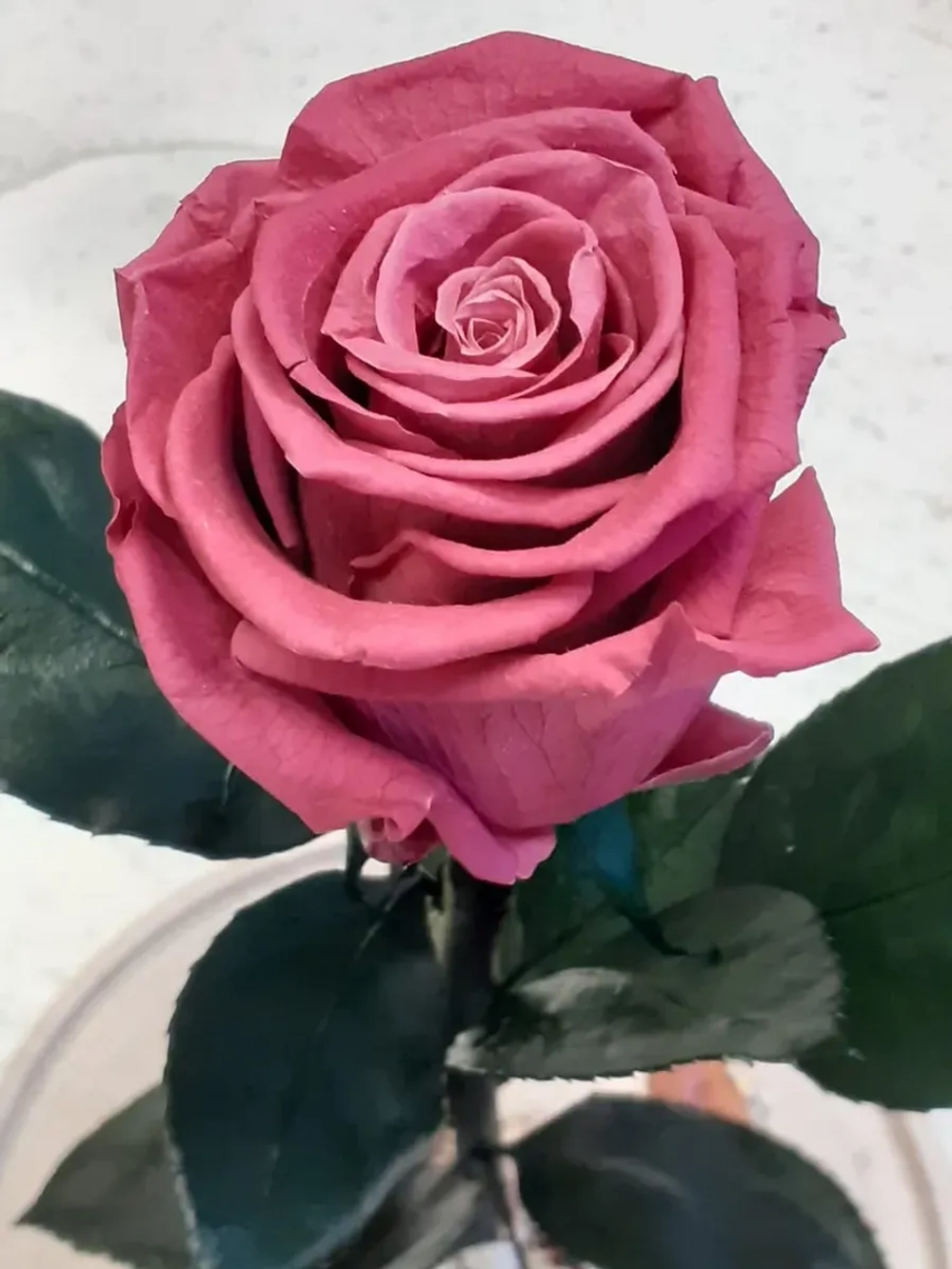 натуральные цветы в стекле 99.37