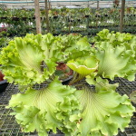 Платицериум P.RIDLEYI MONKEY KING