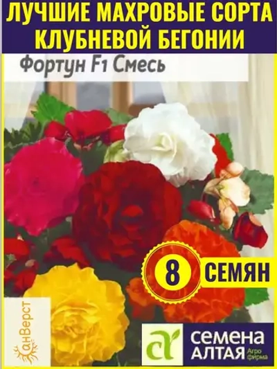 Семена бегонии клубневой Фортун F1 Смесь окрасок