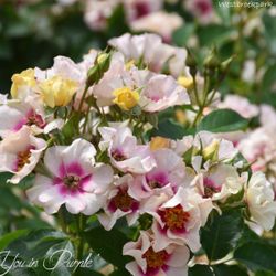 Си Ю ин Пёрпл (See You in purple)