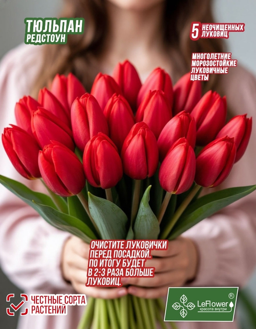 Тюльпан Луковица цветов, Редстоун, 5шт, разбор 11/12