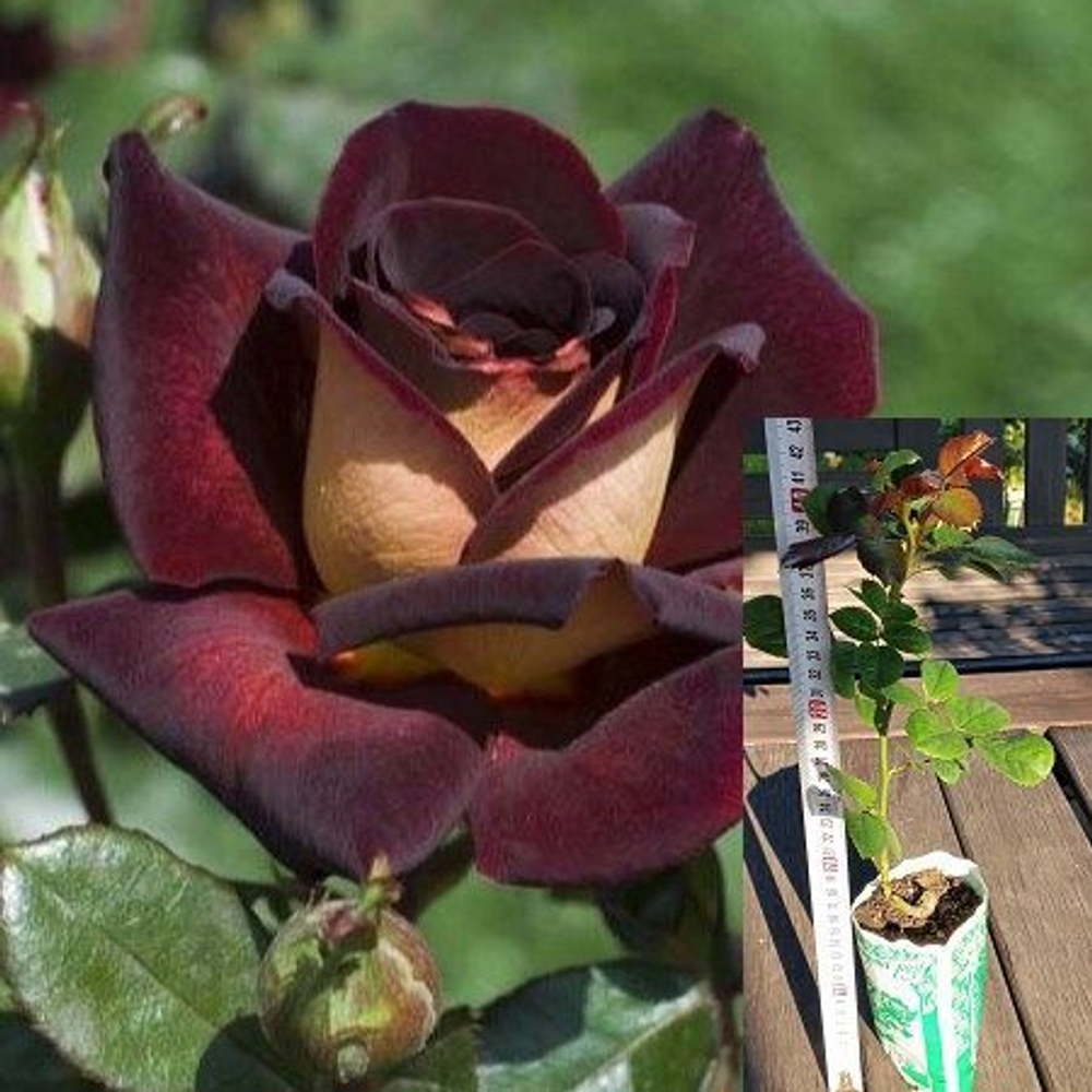 Роза Эдди Митчелл чайно-гибридная, саженец с ЗКС.