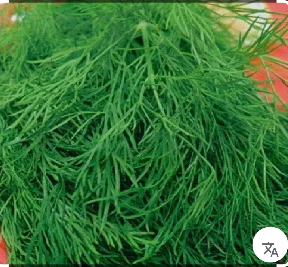 Укроп Голдкрон 250000 семян