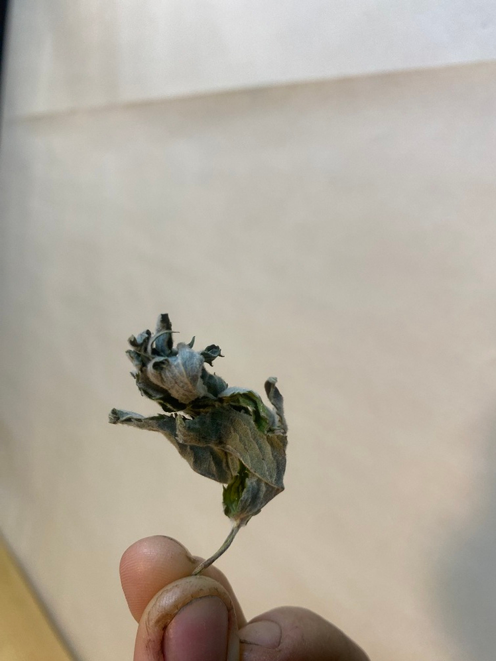 Мята Шоколадница сушёная