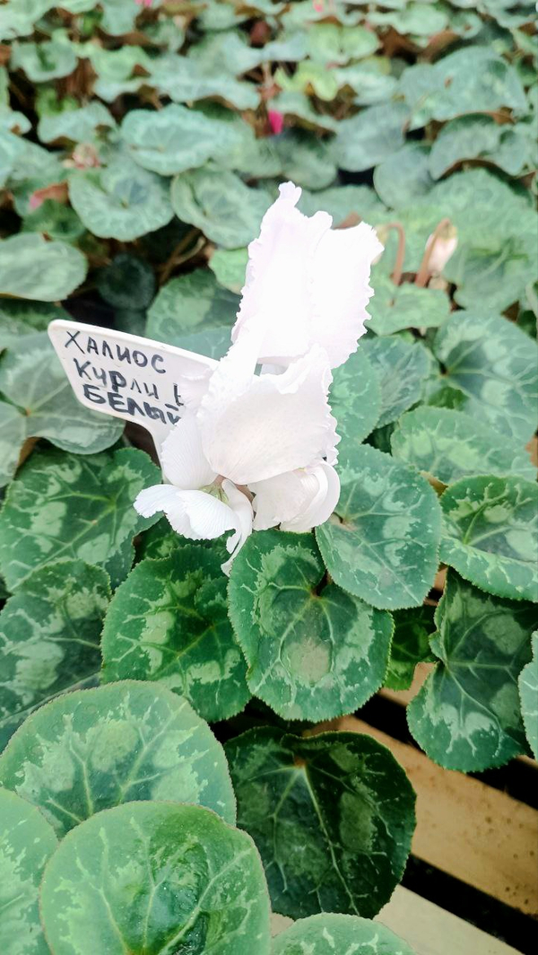 Цикламен на торфе Профимикс.