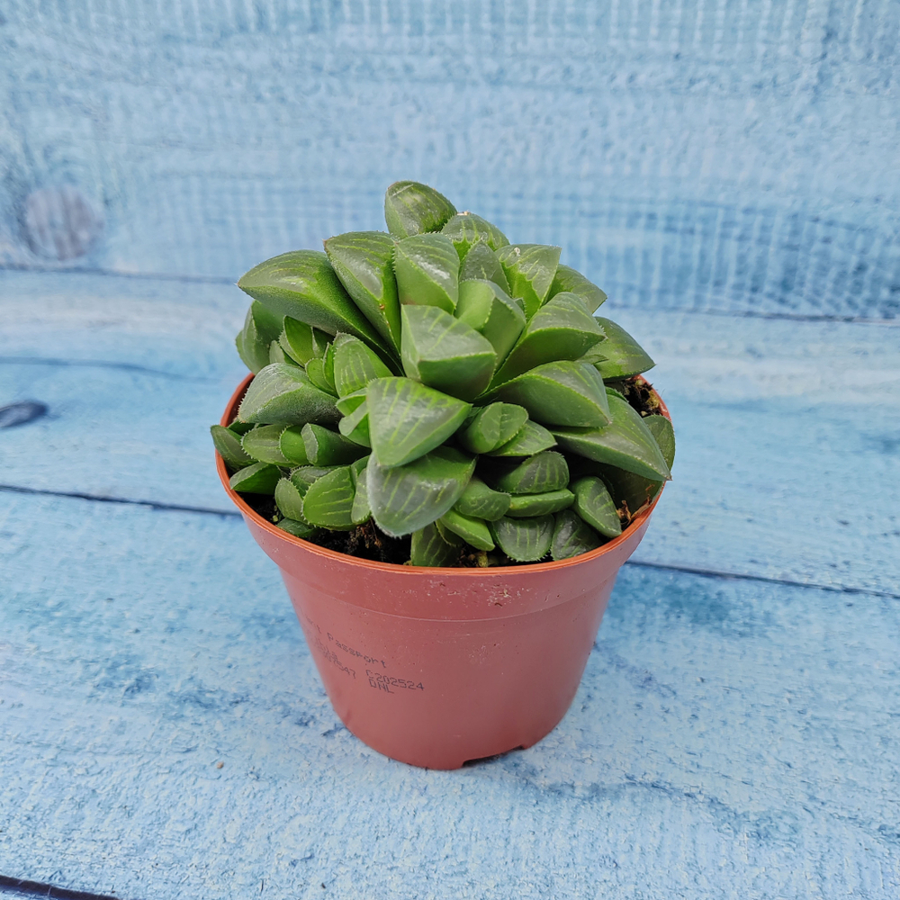 Haworthia Retusa (Хавортия)