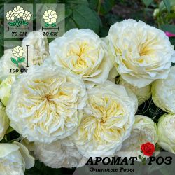 Винтэр Лодж (Winter Lodge)