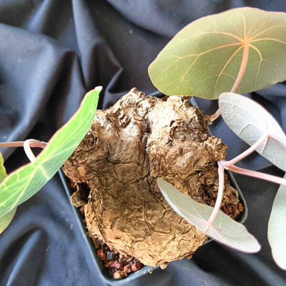 Стефания NOVA