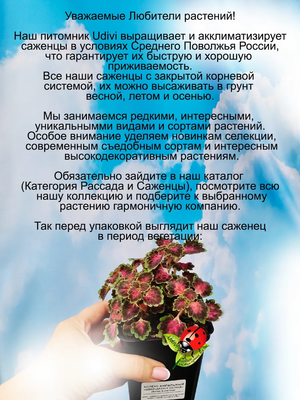 Колеус Швейцарское солнце ампельный Свисс саншайн