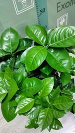 C. sinensis “Sanguinello moscato nucellare”