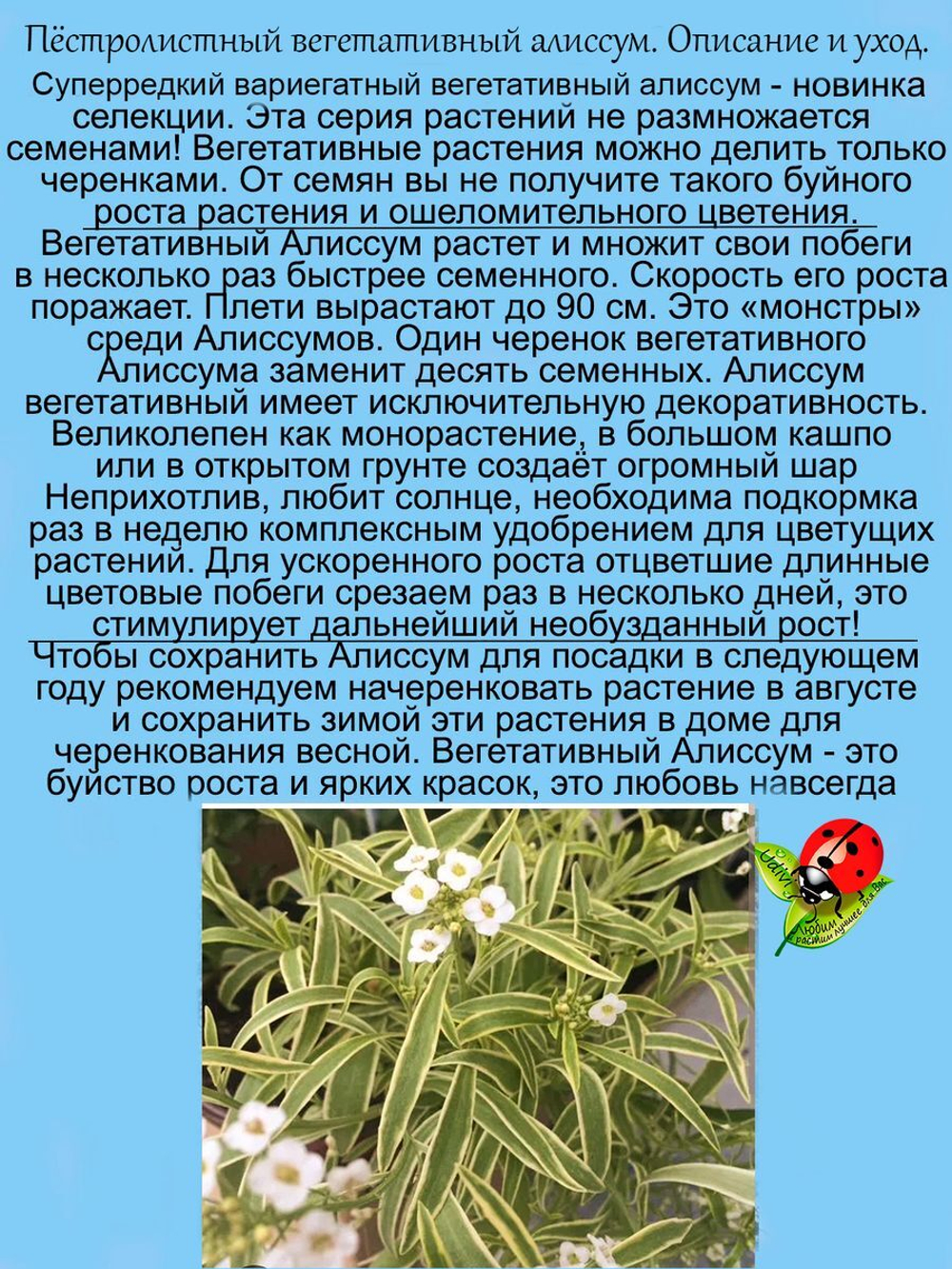 Алиссум Примавера принцесс вариегатный вегетативный