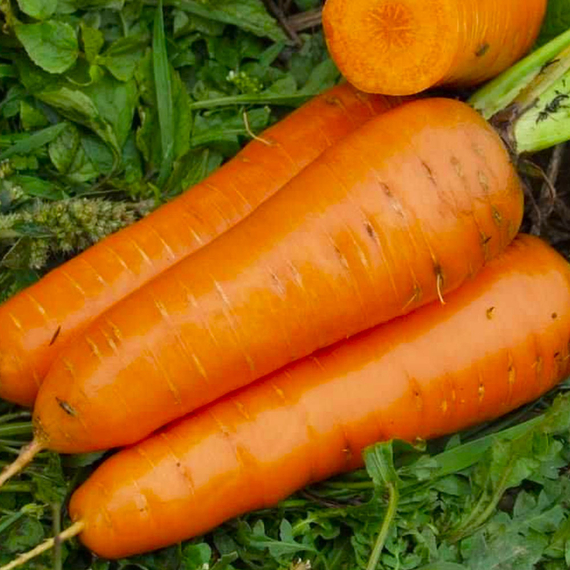 КАНАДА F1 семена моркови Bejo купить – фото 3