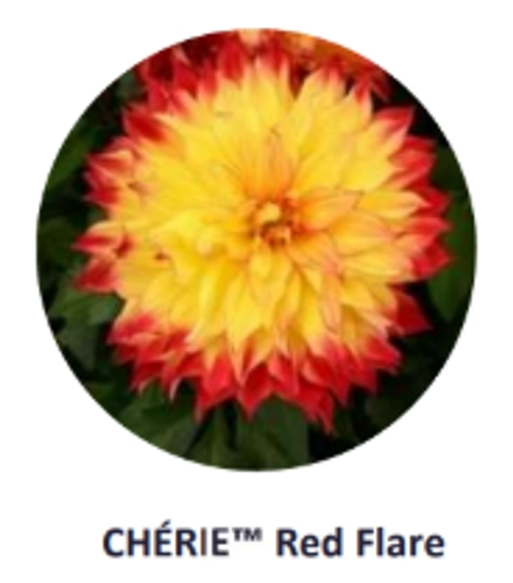 ЕВРО Георгина Cherie Red Flare укорененный ЕВРО черенок НАЧАЛО ЯНВАРЯ поставка 5