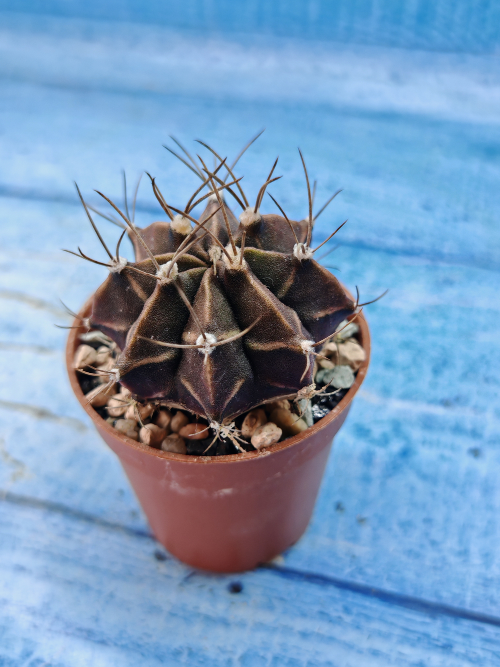 Gymnocalycium Friedrichii (Гимнокалициум)