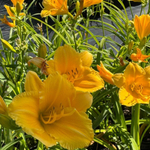 Лилейник Блумфинити Аурэте С2