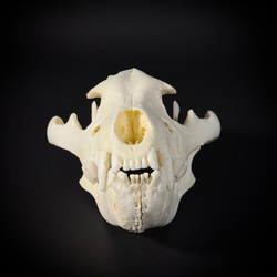 Череп бурой гиены