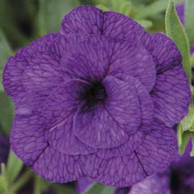 19201 КАЛИБРАХОА CALITA DOUBLE  BLUE