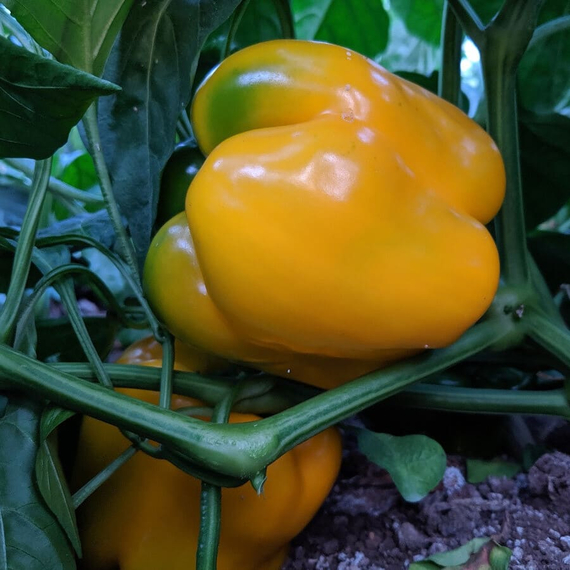 ЭРЛИ САНСЕЙШН F1 семена перца сладкого (Seminis | Alexagro) – фото 5