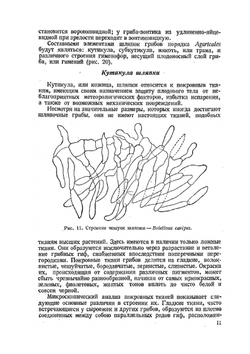 Определитель шляпочных грибов | Л.А. Лебедева
