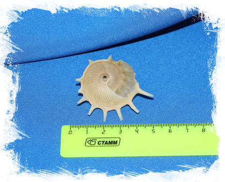 Стеллария солярис (Stellaria solaris) 3 см.