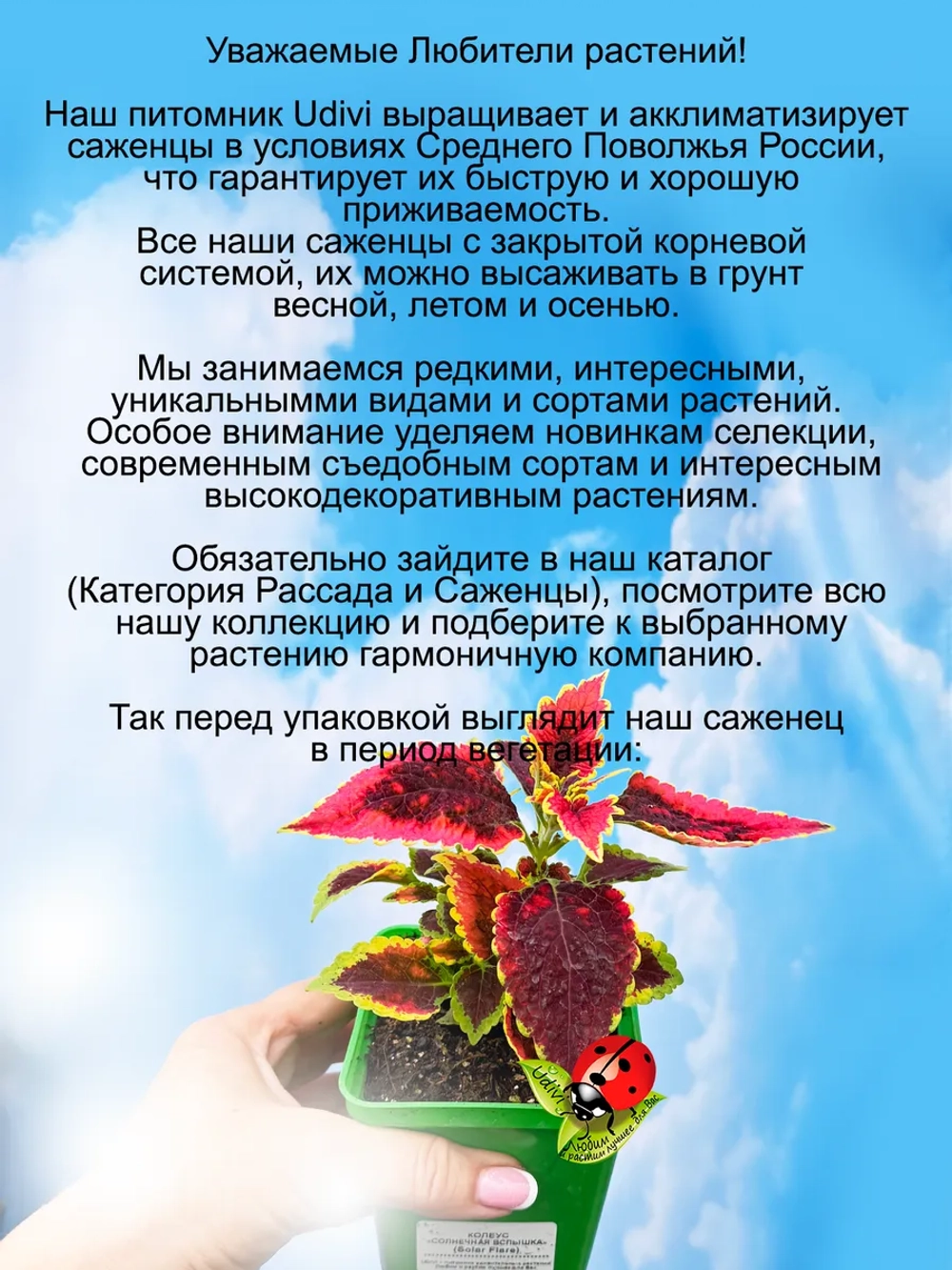 Колеус Солнечная вспышка Солар Флей