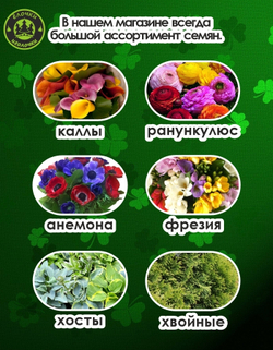 Тюльпан Луковицы неочищенные, Микс сортов, 100шт+