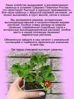 Пеларгония Торенто Кола ароматная с ароматом колы