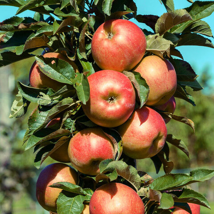 Яблоня колоновидная МИКС ЗКС