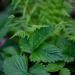 Земляника лесная. Fagaria vesca.